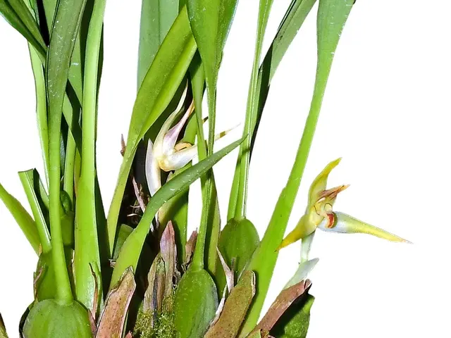 Maxillaria chlorantha (Maxillaria)