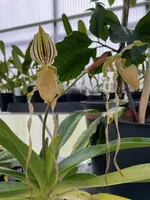 Paphiopedilum philippinense fma. album ‘Albino Beauty’ AM/AOS x Kolosand ‘QF Green Dragon’ FCC/AOS