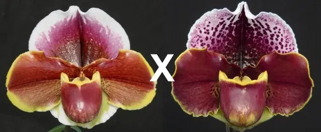 Paphiopedilum Far Horizon X Thunder Cat 'Sands' (Paphiopedilum)
