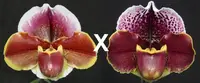 Paphiopedilum Far Horizon 'Sands' x Thunder Cat 'Powerhouse'