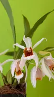 Coelogyne Lyme Bay