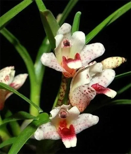 Maxillaria arbuscula