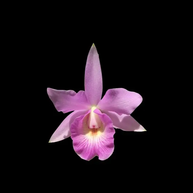 Cattleya nobilior x (Cattleya)