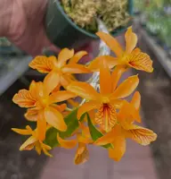 Dendrobium Sheng Yi Bumblebee (unicum x Stardust 'Firebird')