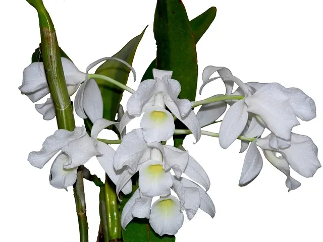 Guarianthe skinneri f alba (Guarianthe)