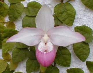 Phragmipedium Hanne Popow X Sedenii
