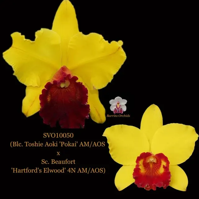 Cattleya Orchid Hybrid SVO10050 'Pokai'
