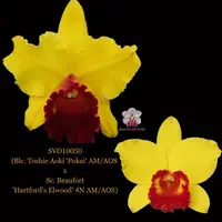 Cattleya Orchid Hybrid SVO10050 (Blc. Toshie Aoki 'Pokai' AM/AOS x Sc. Beaufort 'Hartford's Elwood' 4N AM/AOS)