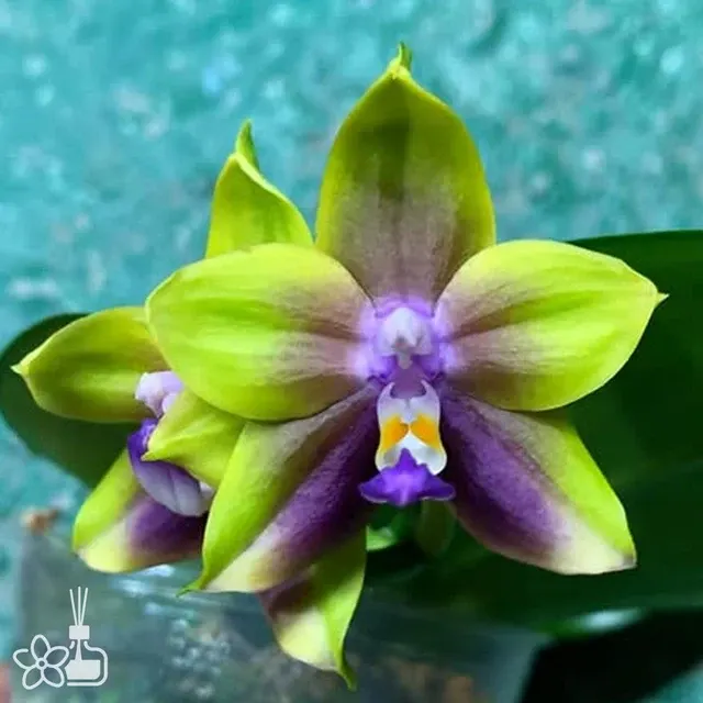 Phalaenopsis Mituo Princess