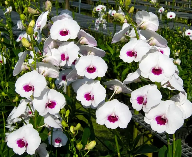 Dendrobium Diamond 1 (Dendrobium)