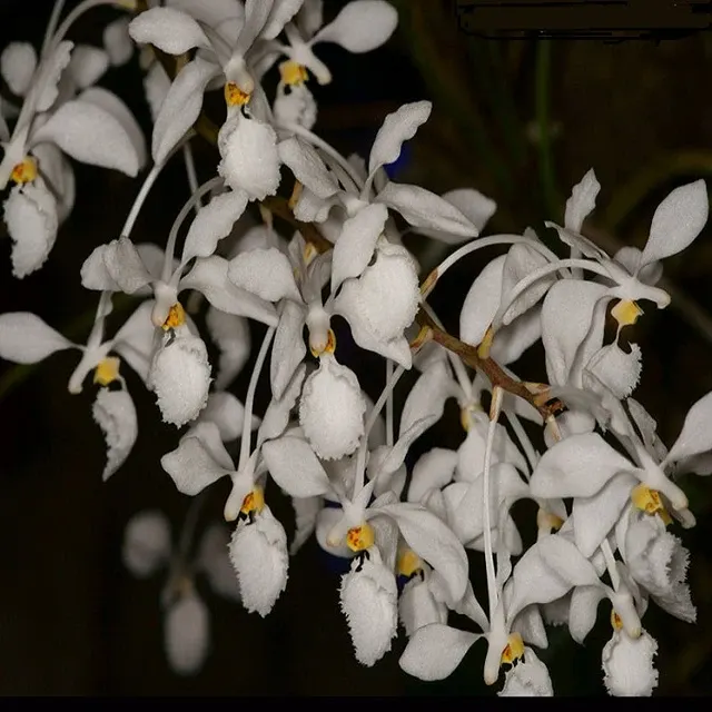 Holcoglossum subulifloium sp (Holcoglossum)