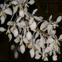 Holcoglossum subulifloium sp.