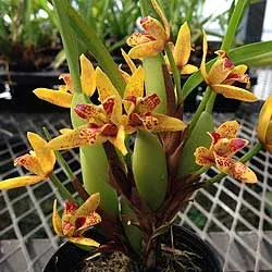 Maxillaria Ben Berliner 'Yellow Cape' (Maxillaria)