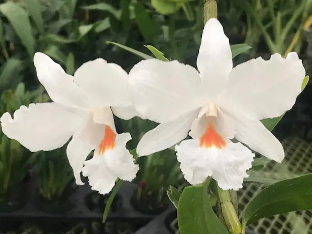 Dendrobium Angel's Flight (Dendrobium)