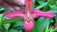 Phragmipedium Vingtaine du Mathias (Sunset Glow × kovachii) EYOF 13710