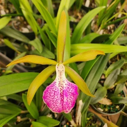 Brassocattleya Binosa (Brassocattleya)