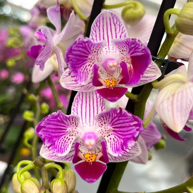Phalaenopsis Younghome Lucky Star '0018'