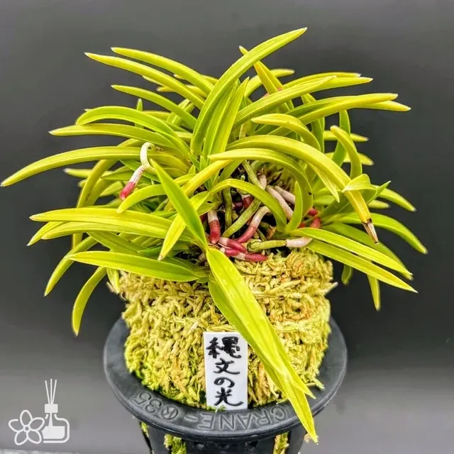 Neofinetia falcata 'Jomon no Hikari'