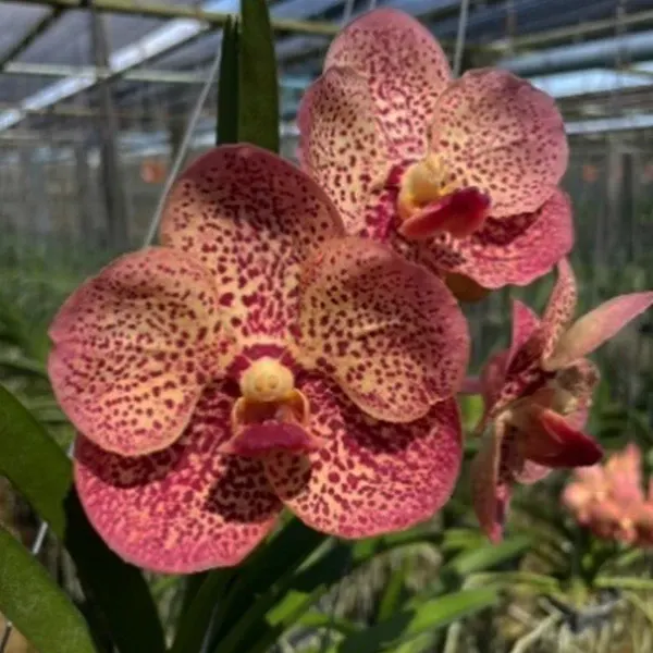 Vanda Betty May Steel