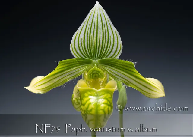 Paphiopedilum venustum v album 'Note: Limited' (Paphiopedilum)