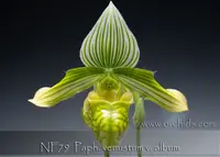 Paph. venustum v. album 'Note: Limited' ('Green Zone' x 'Candor Wintergreen' AM/AOS)
