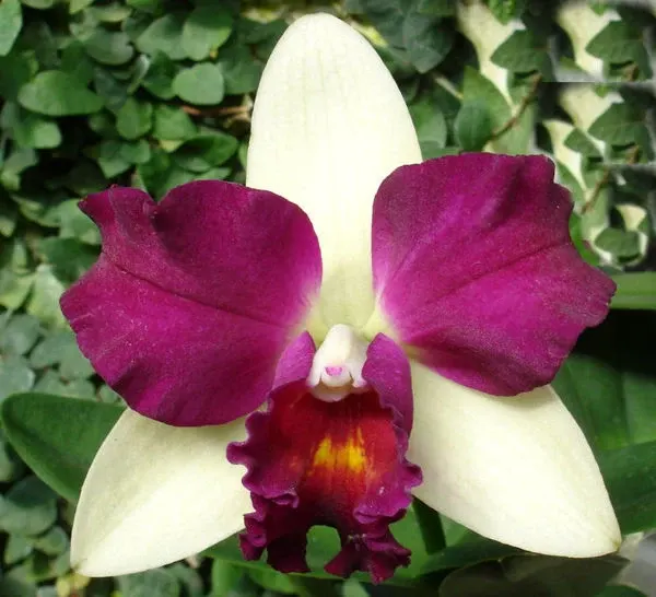 Brassolaeliocattleya HAW YUAN BEAUTY 'Hennis'