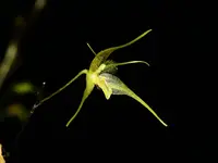 Andreettaea zephyrina