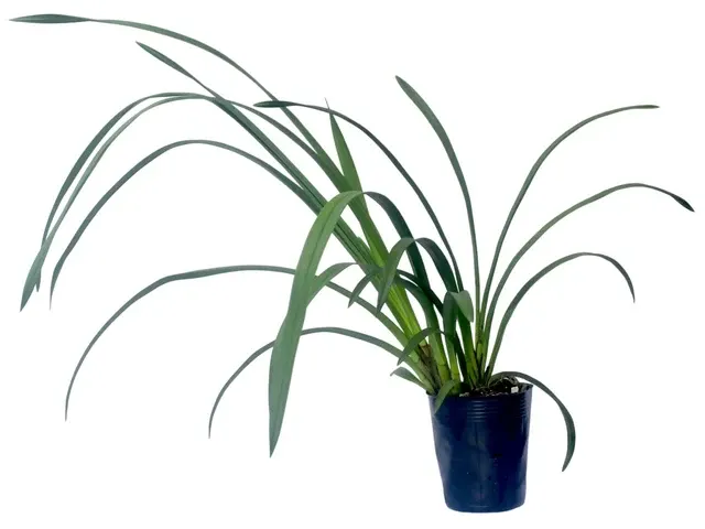 Cymbidium Wallacia X Worona X Chocolada 'TLK' (Cymbidium)