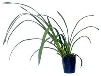 Cymbidium Wallacia x Worona x Chocolada 'TLK' (medium)