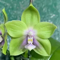 MCL226 Phalaenopsis Mituo Purple Star 'Turquoise'