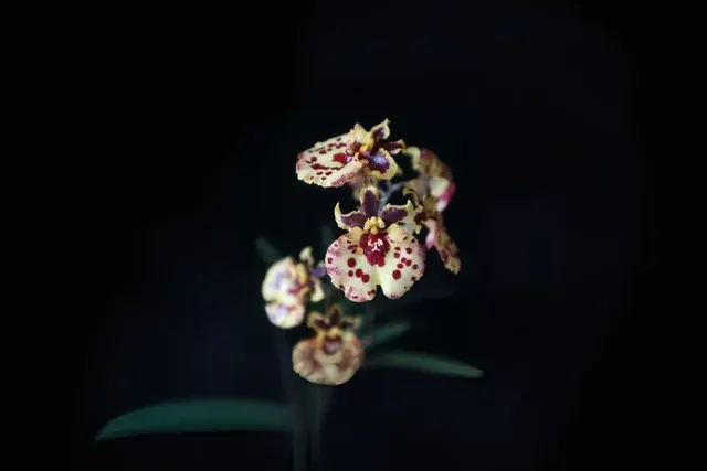 Tolumnia Jairak Firm 'Ladybug' (Tolumnia)