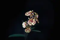 Tolumnia Orchid in 3" Pot - Jairak Firm ‘Ladybug’ - Vibrant Red & Pink Blooms - Oncidium Hybrid - USA Grown
