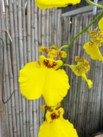 Onc. Aloha Iwanaga — Not Currently In Bloom or Spike