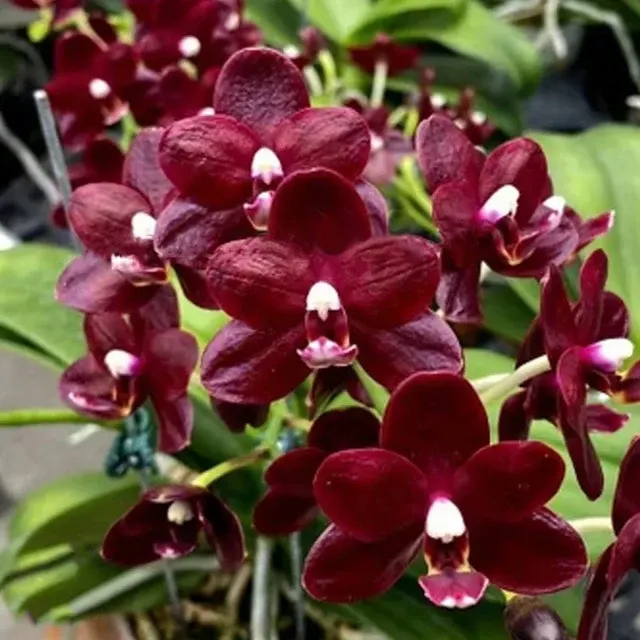 Phalaenopsis Natsume's Berry