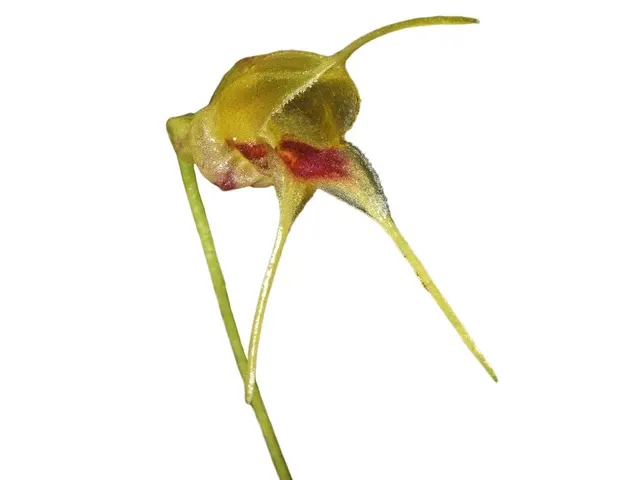 Masdevallia bucculenta (Masdevallia)