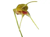 Masdevallia bucculenta
