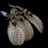 Bulbophyllum polliculosum sp.