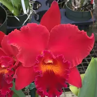 Rlc. Kristy Manmoto 'Volcano Red' (5.5" Pot) - Buds — 2 Buds