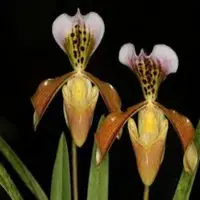 Paphiopedilium gratrixianum (multi growth)