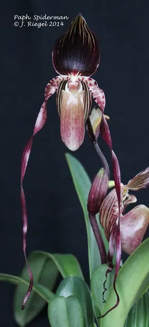 Paphiopedilum Spiderman