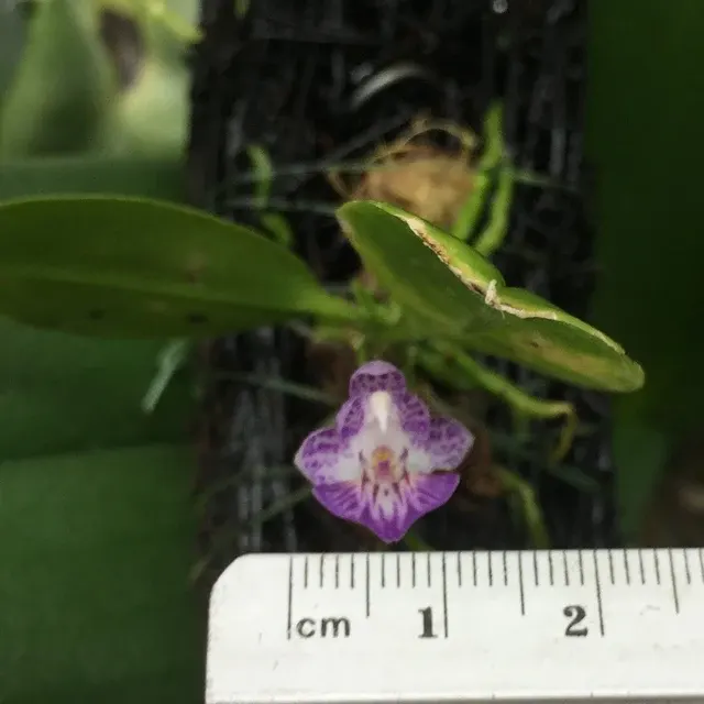 Phalaenopsis appendiculata (Phalaenopsis)