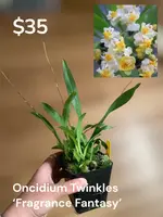 Oncidium Twinkles ‘Fragrance Fantasy’ 4in (Local Only)