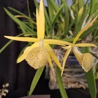 Brassolaelia Yellow Bird *Blooming Size*