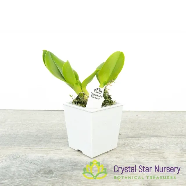 Rhyncholaeliocattleya Amazing Siam 'Little Star' (Rhyncholaeliocattleya)