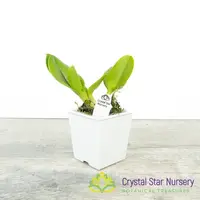 Rhyncholaeliocattleya Amazing Siam 'Little Star' (272)