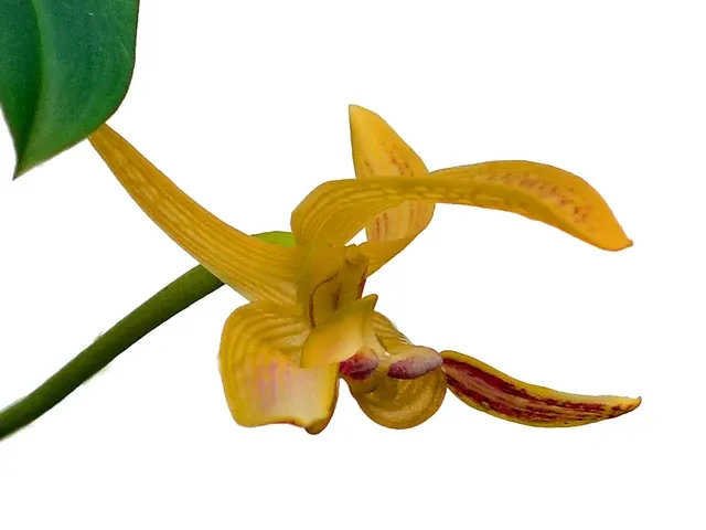 Bulbophyllum dearei (Bulbophyllum)