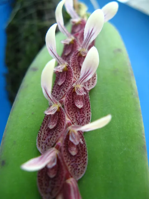 Pleurothallis strupifolia