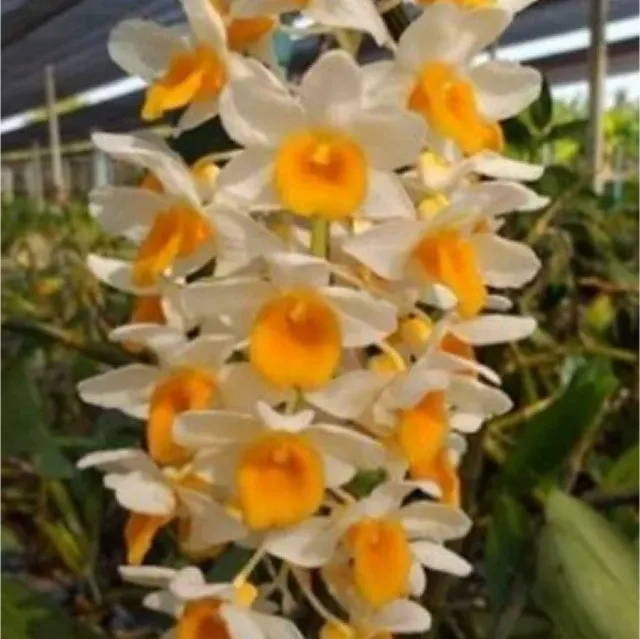 Dendrobium thyriflorum (Dendrobium)
