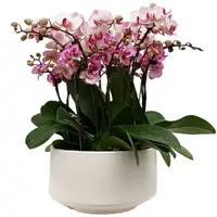 8 mini phalaenopsis in 1 pot