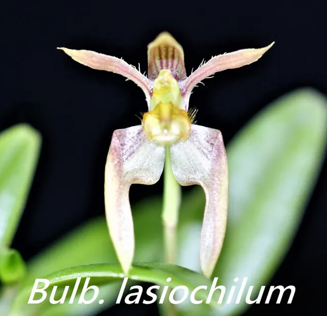 Bulbophyllum lasiochilum (Bulbophyllum)